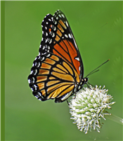 Butterfly ID Walk