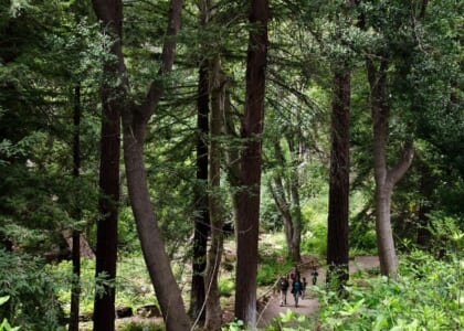 Summer Solstice Yoga in the Redwoods