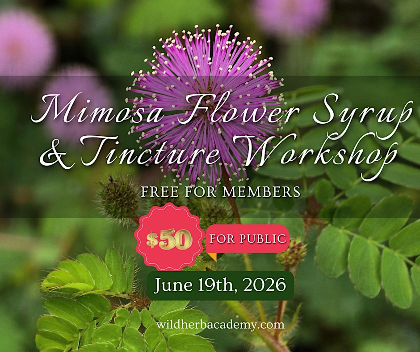 Mimosa (Albizia julibrissin) Tincture and Syrup Workshop