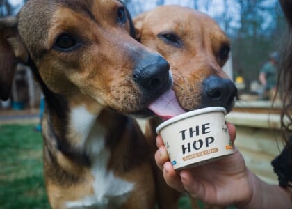 Cherry St Doggie Ice Cream Social (Black Mountain)