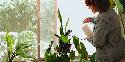 Help! Why Do I Kill My Houseplants?