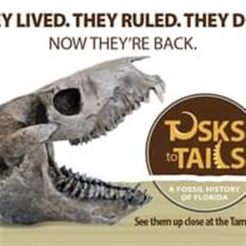 fossil clearwater mall