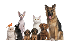Pet Appreciation Day