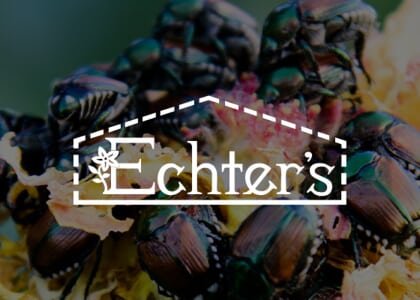 Japanese Beetle Management for the Home Gardener