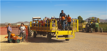 Harvest Hayrides Festival