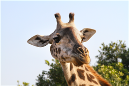 Zoo Idaho!