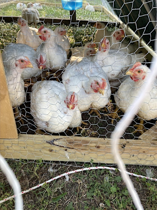 Poultry Processing Demonstration
