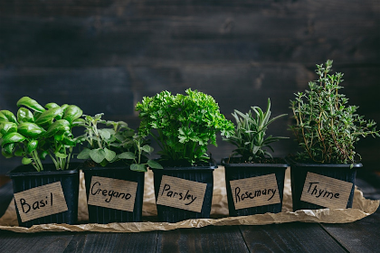 Thyme to Grow: Indoor Herbs  Workshop
