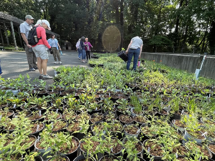 Pollinator Plant Enthusiast Volunteers needed for Native Plant Giveaway
