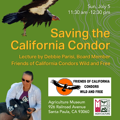Saving the California Condor