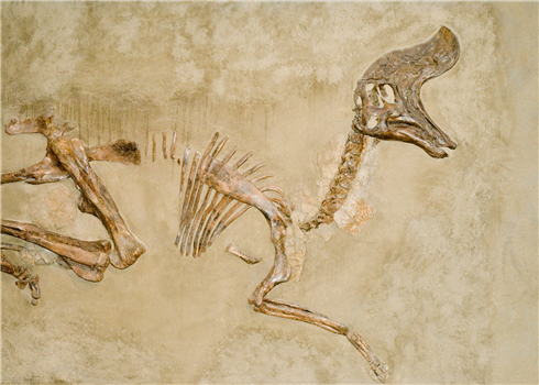 Virginia Museum of Natural History: Dino Dig!
