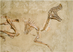 Summer STEM from your Library... Fossil Fest