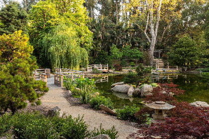 Well-being Wednesdays: Forest Bathing with Elena Rios