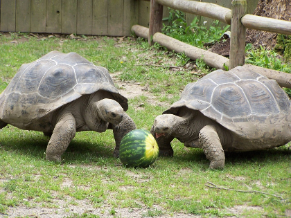 Fathers Day at the Zoo