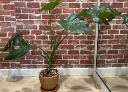 Monstera 101 : Re-pot & soil mixing class
