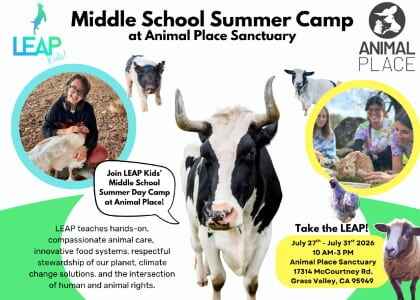 Middle School Summer Camp