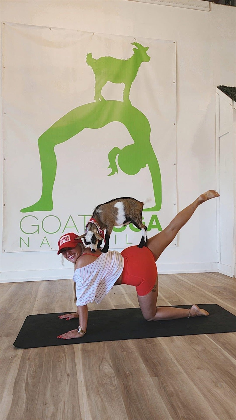 Goat Yoga Nashville- Sensational