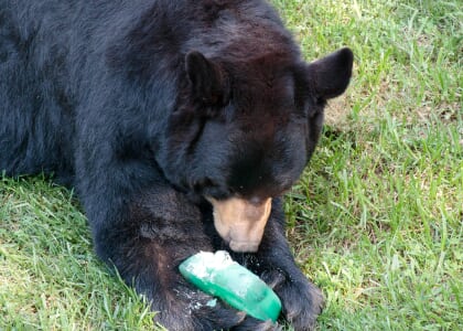 Brews & Bears