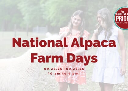 National Alpaca Farm Days at Carolina Pride Pastures