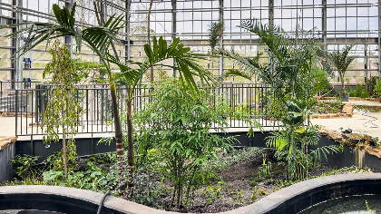 Habitat to Houseplants: A History of Indoor Gardening & Greenhouse Technology