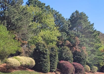 Gardening Adventures: "Evergreen Magic - Beauty That Lasts All Year"