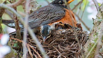 Breeding Birds of the NC Arboretum