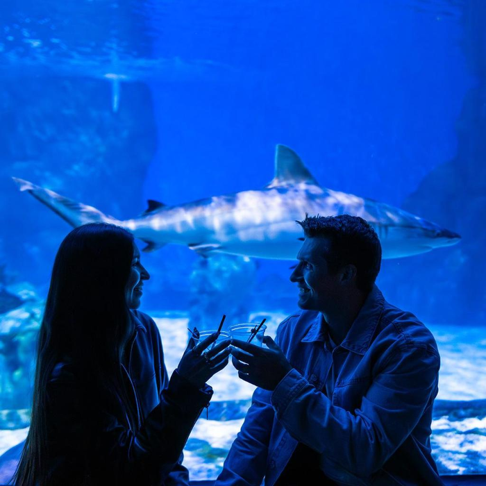 Sips Under the Sea: Sharks After Dark