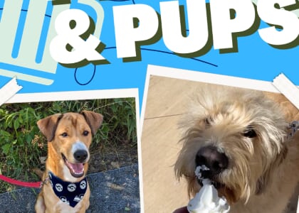 Pints and Pups Dog Expo with the Bark n' Bolt 1k
