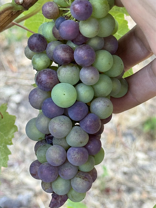 Veraison Vine and Wine Walk with French Worker's Lunch