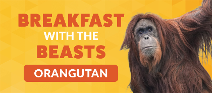 Breakfast with the Beasts: Orangutan