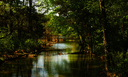 Nature(+) Solstice Inspired Poetry