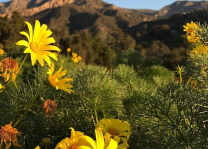 Firescaping for Landscape Designers and Architects