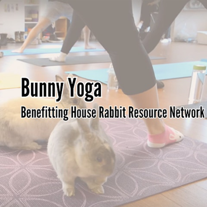 Bunny Yoga Benefiting House Rabbit Resource Network