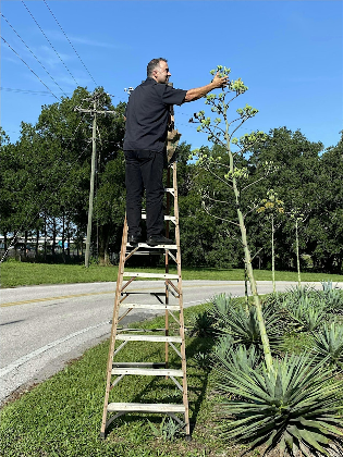 Mexican Vegan Dinner 2026