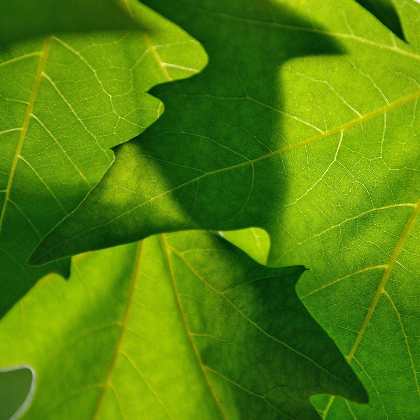 Summer Tree ID