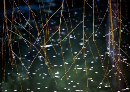 Artist Talk with Priscilla Monger and Susan Hill