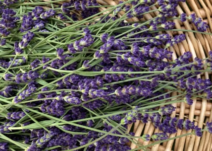Lavender U Pick