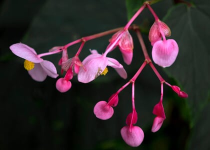 The Midweek Program: "Fast Fillers for Shade"