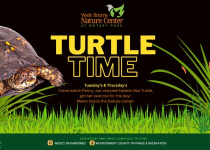 Turtle Time