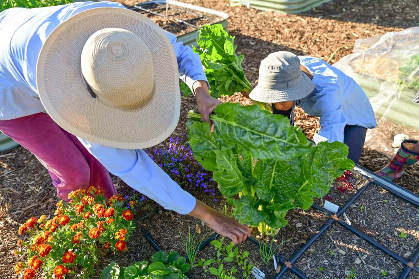 Sustainable Food Gardening