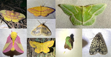 Moth Night