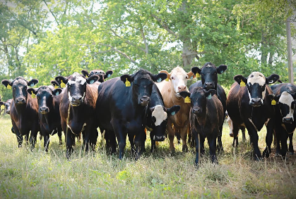 Beef & Forage Systems Field Day