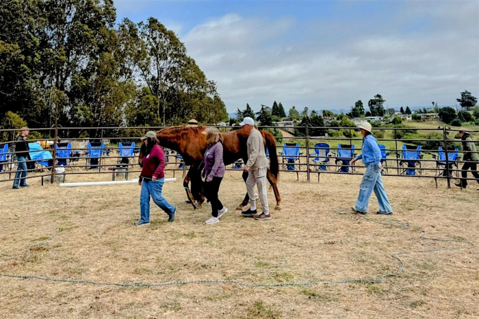Harmony with Horses Meet and Greet