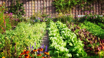 Gardening with an Ecological Mindset (2-sessions)