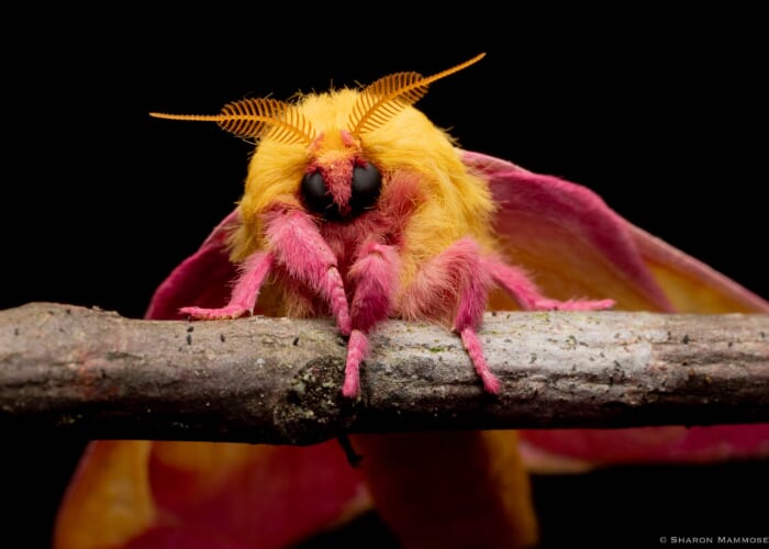 Poster for Marvelous Moth Program