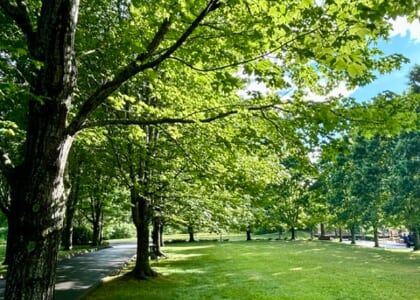 Yoga on the Lawn: FREE Community Class with Jill Phoenix