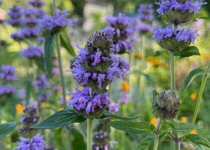 Native plant shows - M. R. Gardens - Attract songbirds, pollinators!