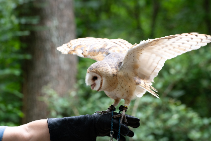 Owl Odyssey