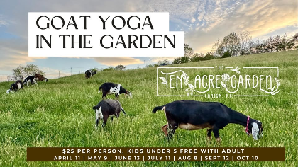 Goat Yoga in the Garden