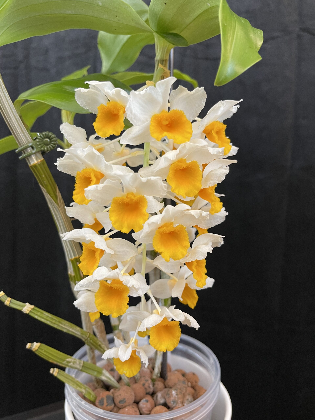 Grow Orchids in Water: Semi-Hydroponic Orchid Growing Talk & Demo